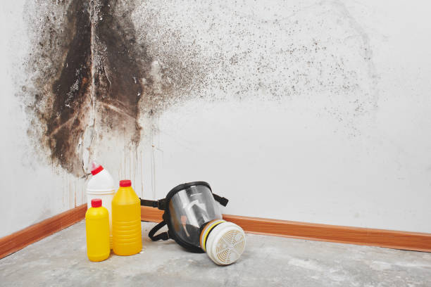 Best Commercial Mold Removal  in Cuero, TX
