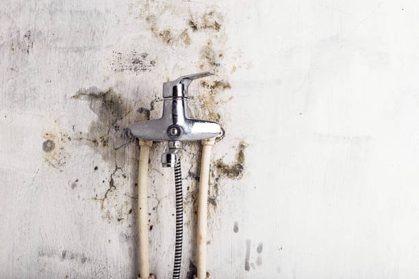 Best Same-Day Mold Removal  in Cuero, TX