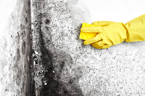 Best Office Mold Removal Services  in Cuero, TX