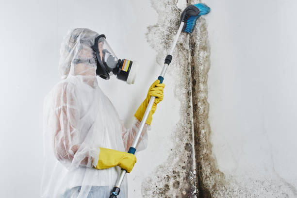 Best Mold Testing  in Cuero, TX