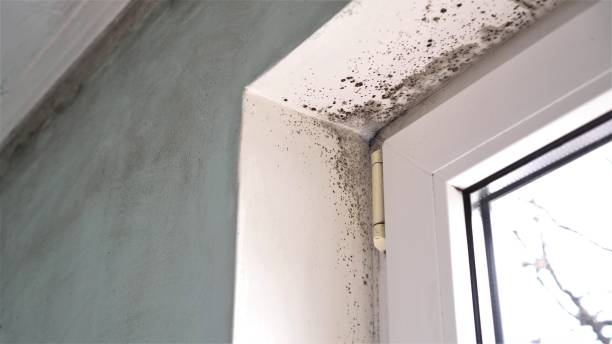 Best Home Mold Removal  in Cuero, TX