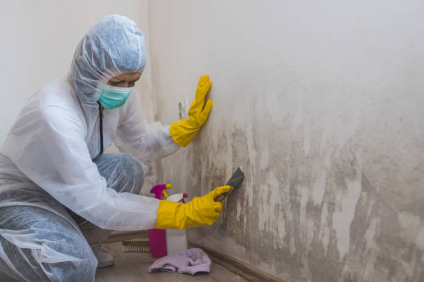 Best Toxic Mold Removal  in Cuero, TX