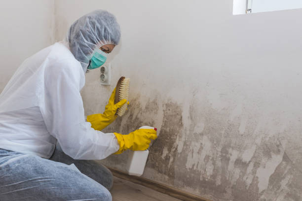Best Same-Day Mold Removal  in Cuero, TX