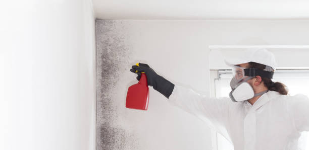 Best Affordable Mold Removal  in Cuero, TX