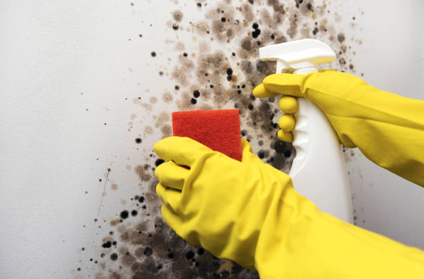 Home Mold Removal in Cuero, TX