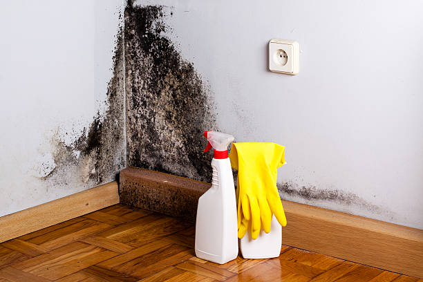 Best Mold Cleaning Services  in Cuero, TX