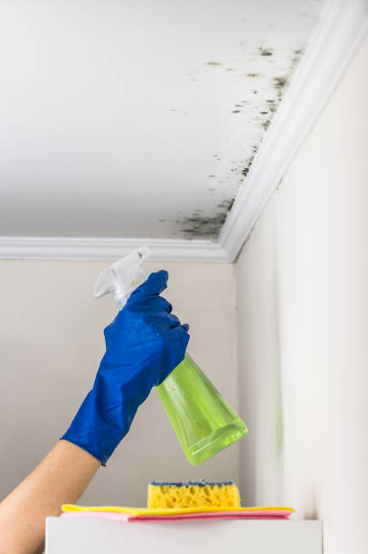 Best Residential Mold Removal  in Cuero, TX