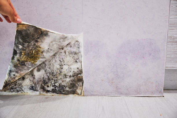 Best Mold Removal Near Me  in Cuero, TX